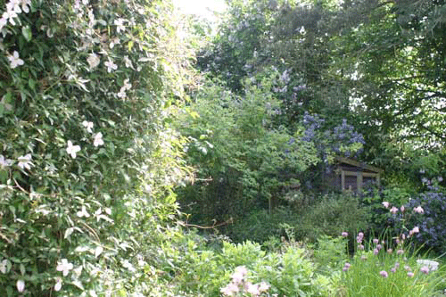 Gooseberry Cottage garden