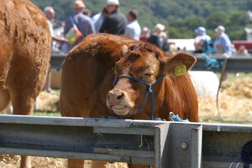 heifer enjoying Okehampton Show in 2005; at least, I hope she is