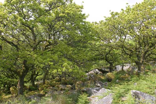 Wistmans Wood