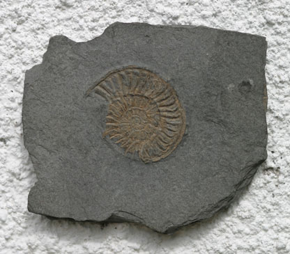 ammonite