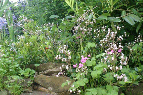 Gooseberry Cottage garden