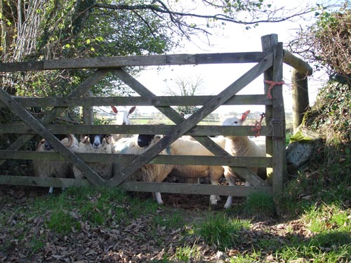 sheep at Peter Tavy